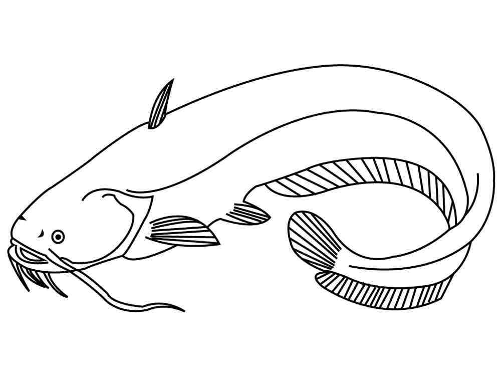 Desenhos de Peixe Bagre para colorir