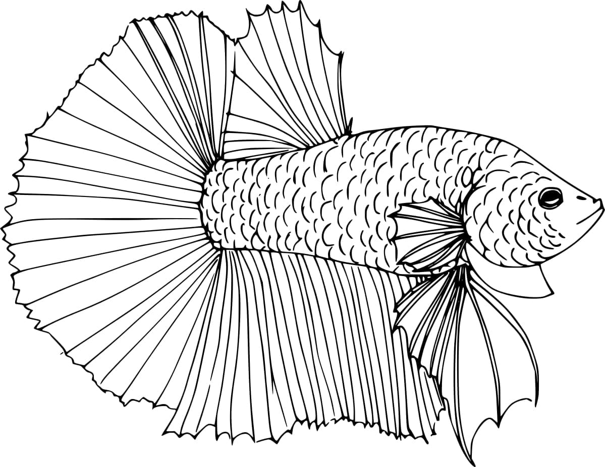 Desenho dePeixe Betta Grátis para colorir