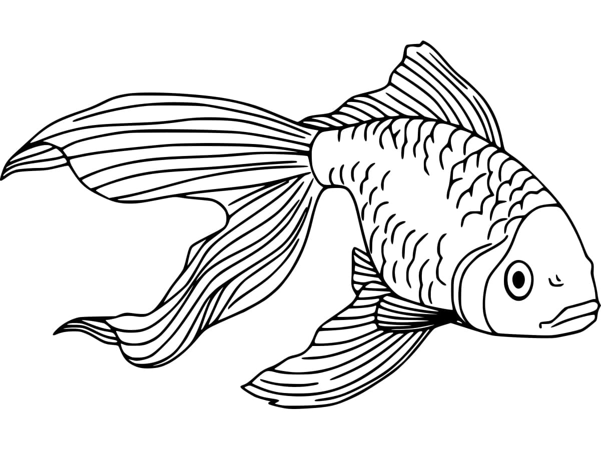 Desenho dePeixe Betta Perfeito para colorir