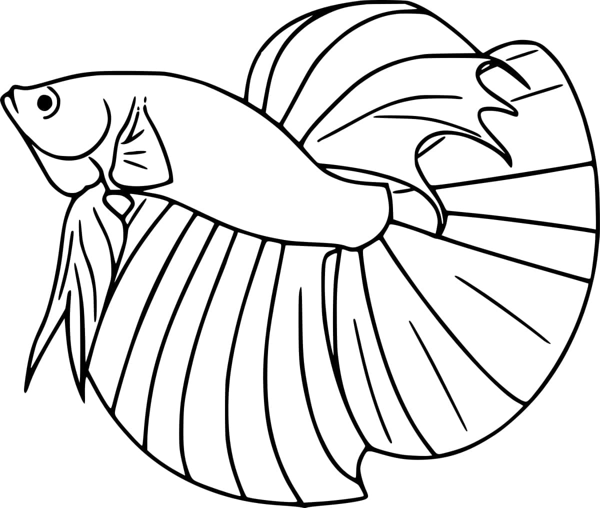 Desenhos de Peixe Betta para colorir