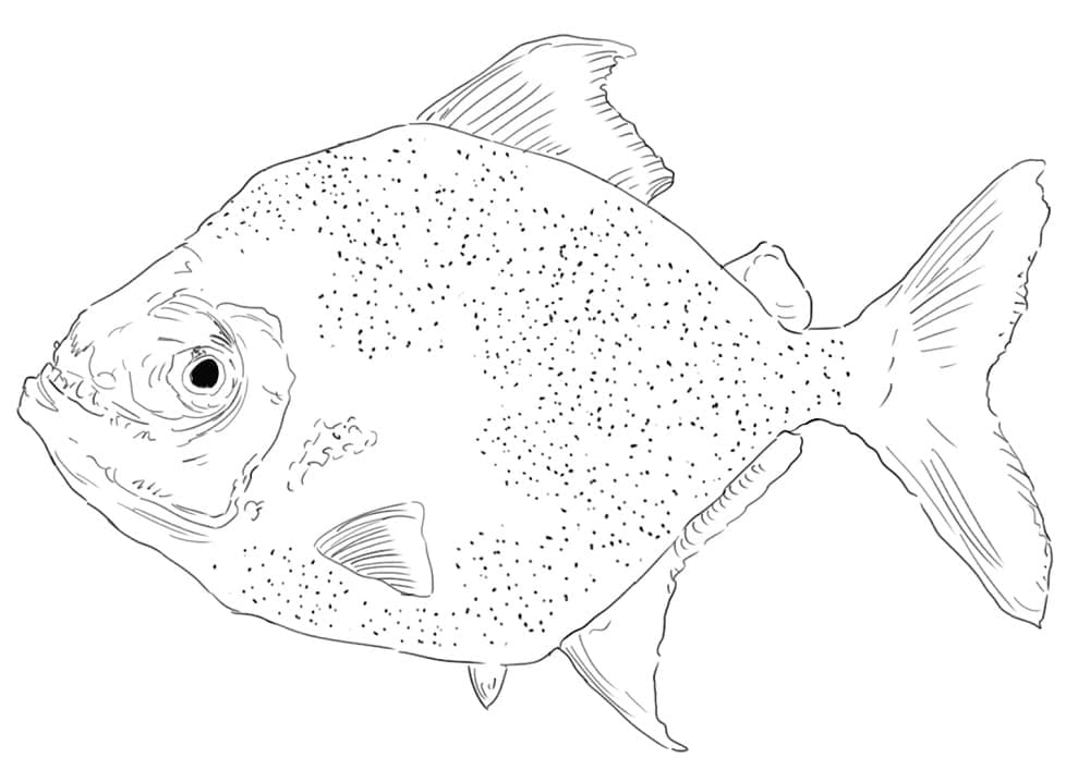 Desenho dePeixe Piranha Grátis para colorir