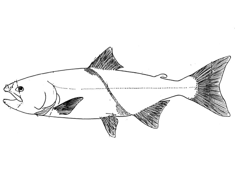 Desenho dePeixe Salmão Para Crianças para colorir