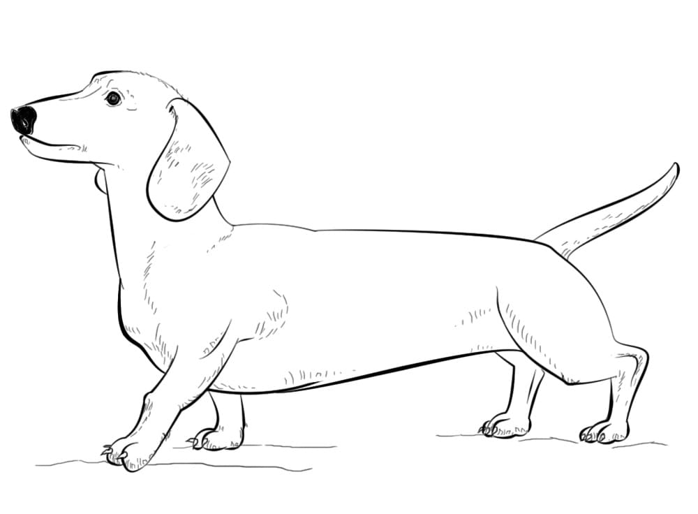 Desenho de Pequeno Dachshund para colorir