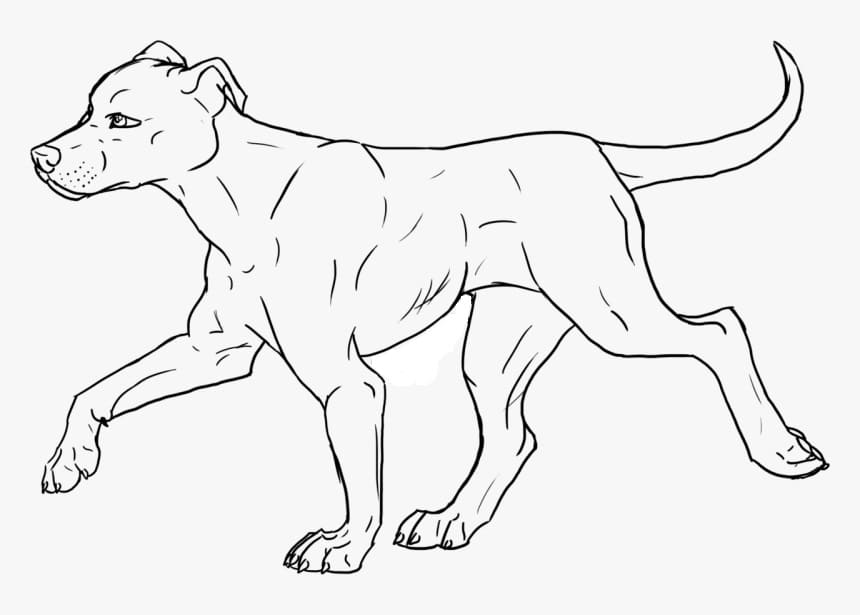 Desenho dePitbull Andando para colorir