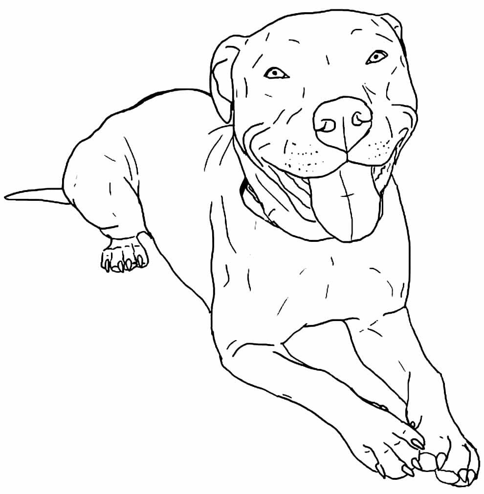 Desenho dePitbull Feliz para colorir