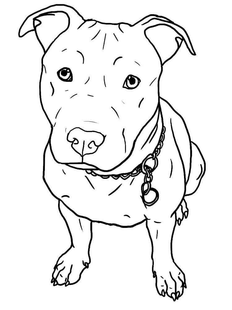 Desenho dePitbull Fofo para colorir