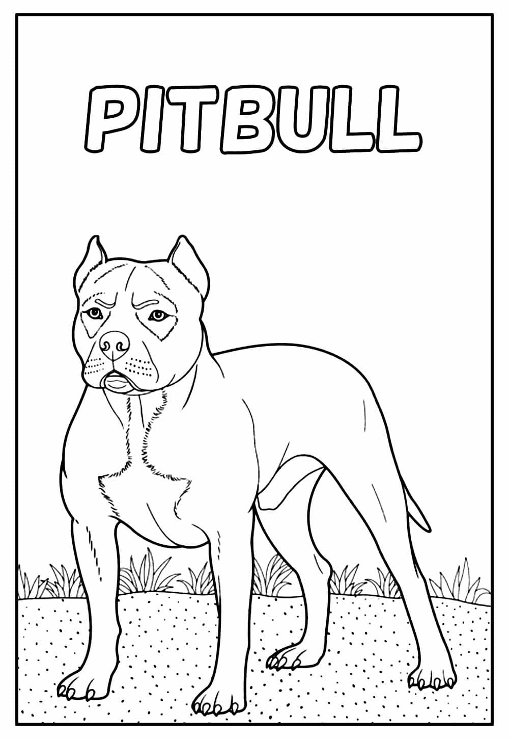 Desenhos de Pitbull para colorir