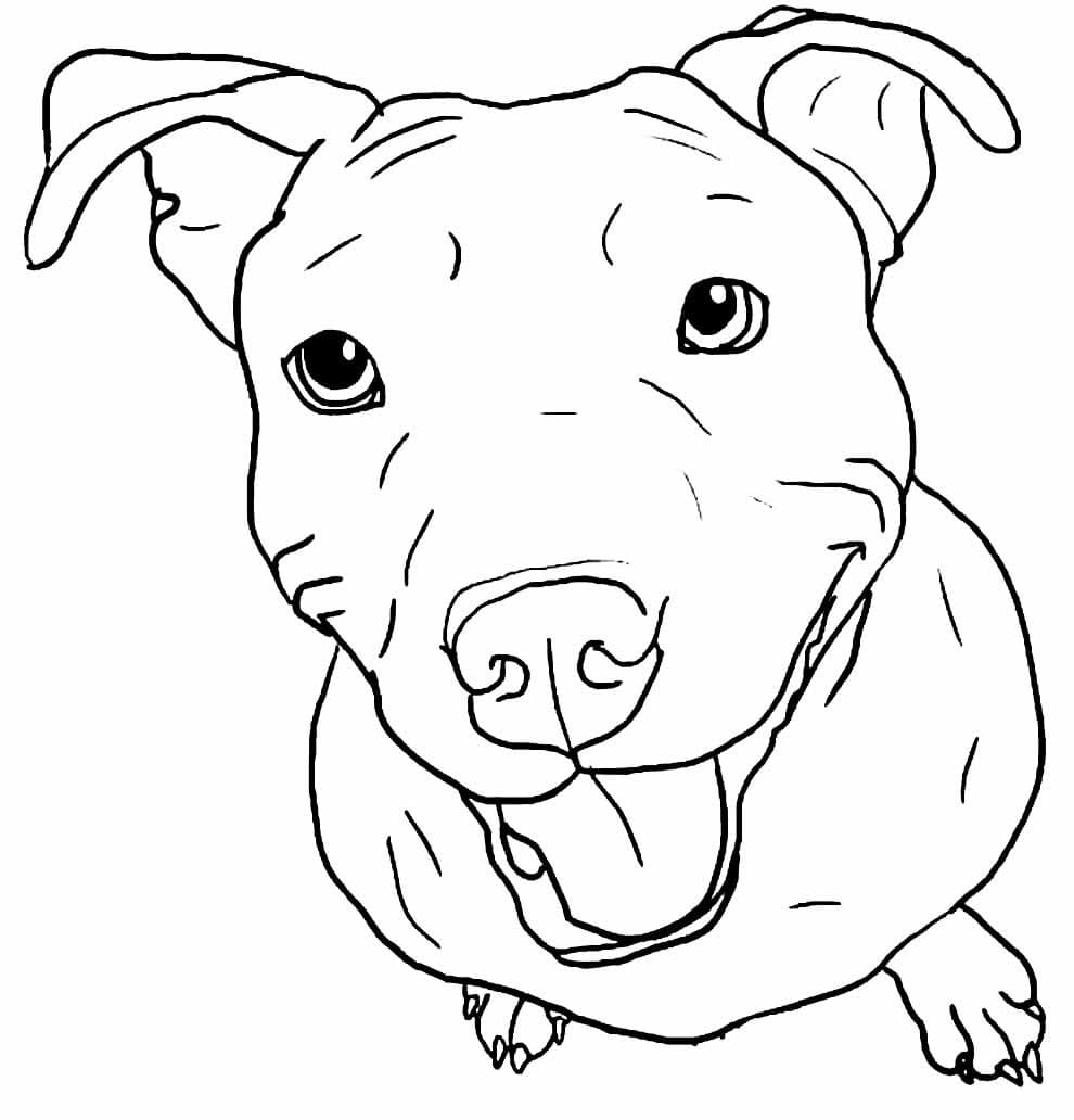 Desenho dePitbull Sorrindo para colorir