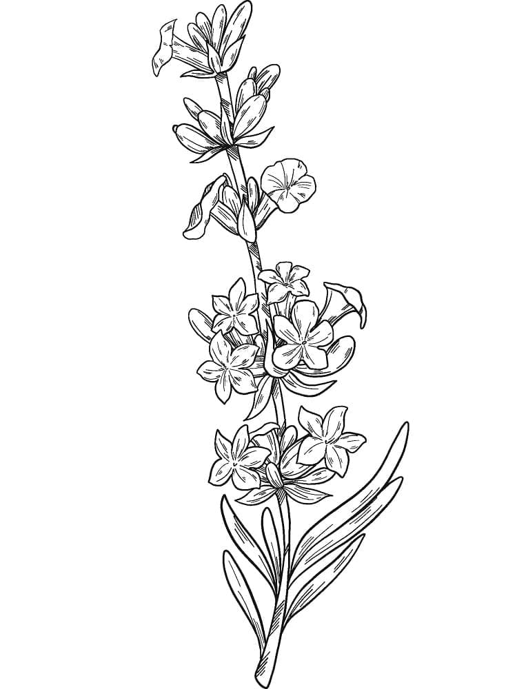 Desenho dePlanta de Lavanda Grátis para colorir