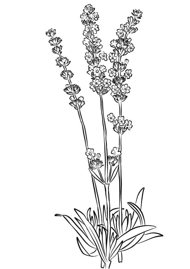 Desenho dePlanta de Lavanda Grátis Para Crianças para colorir