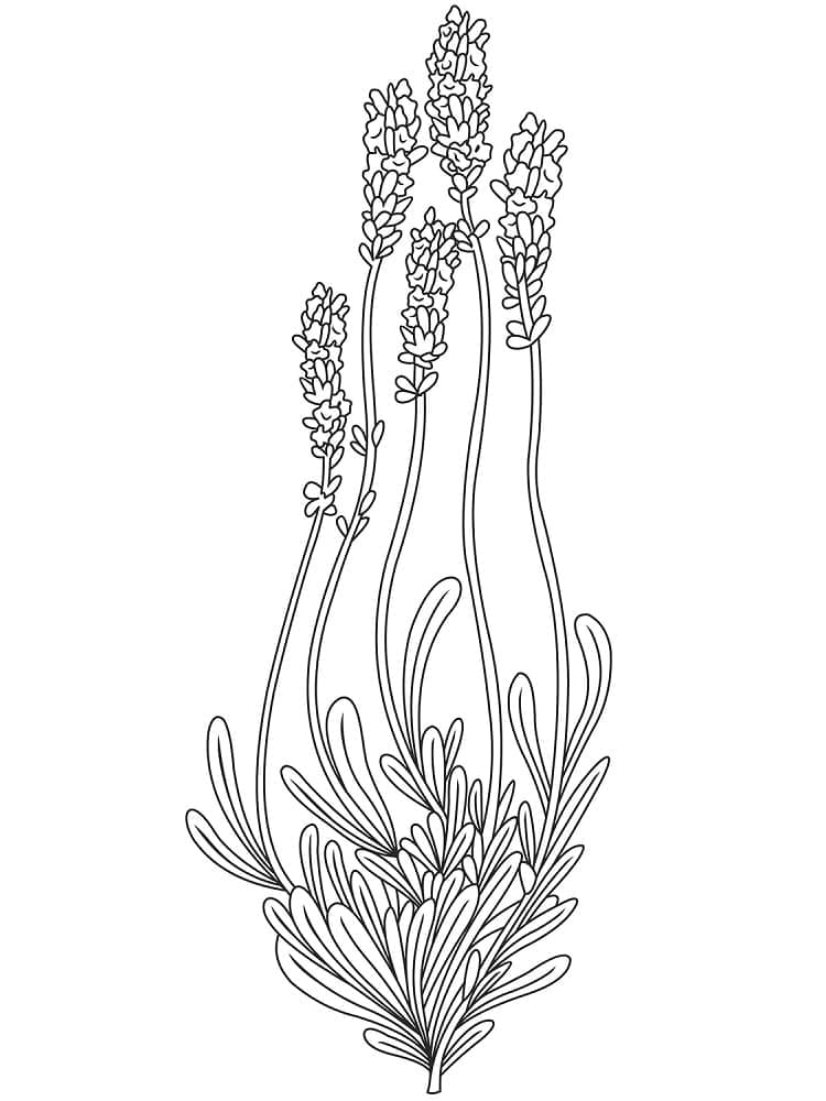 Desenho dePlanta de Lavanda Para Crianças para colorir