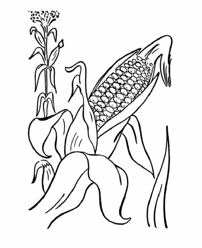 Desenho dePlanta de Milho para colorir