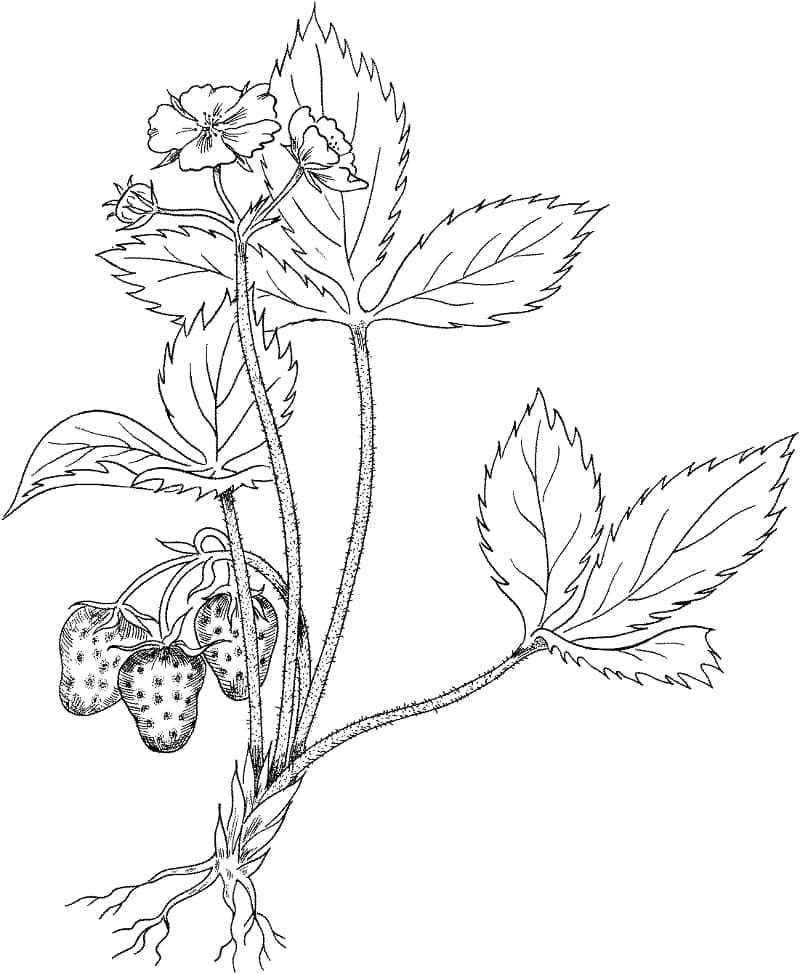 Desenho dePlanta de Morango para colorir