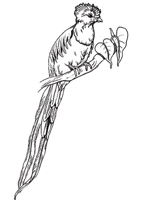 Desenho deQuetzal Grátis Para Crianças para colorir