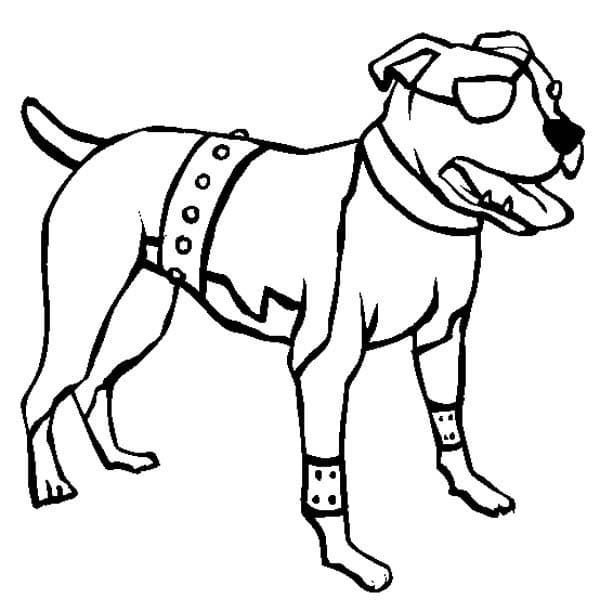 Desenho deRaça Pitbull para colorir