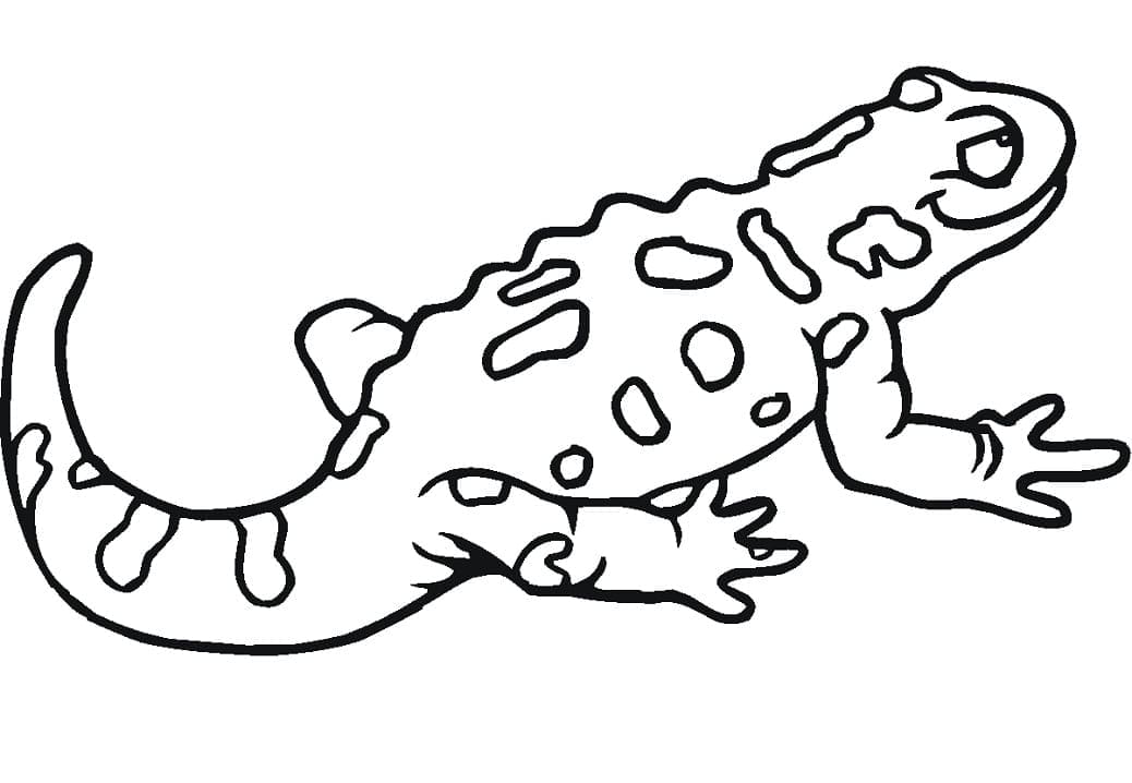 Desenho deSalamandra 4 para colorir