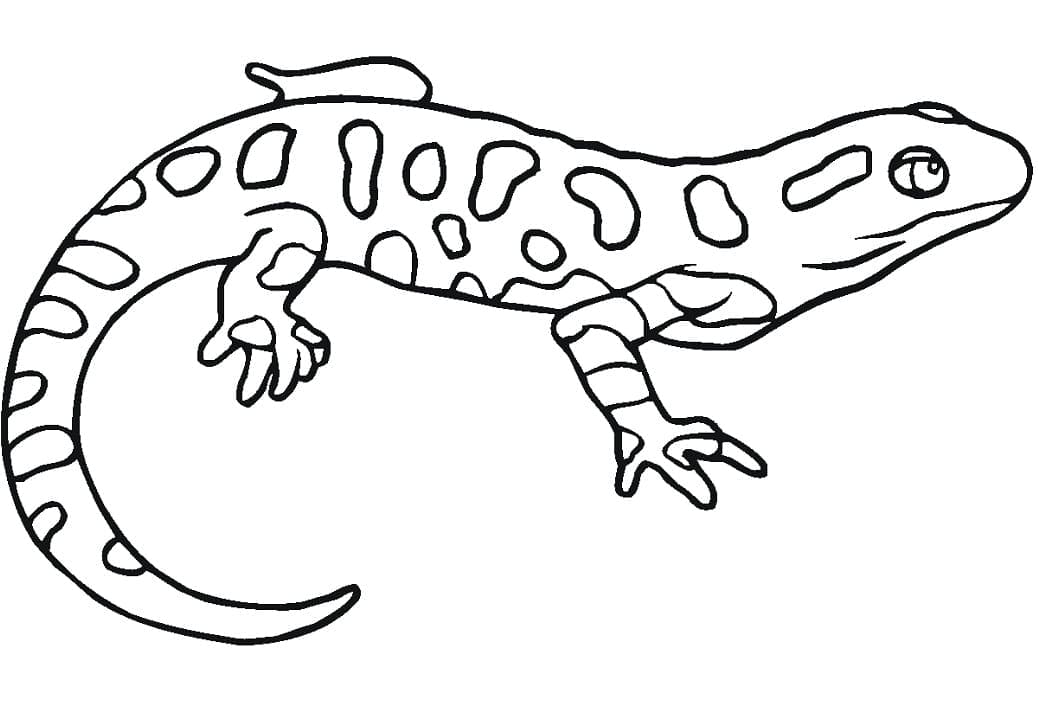 Desenho deSalamandra Colorida para colorir