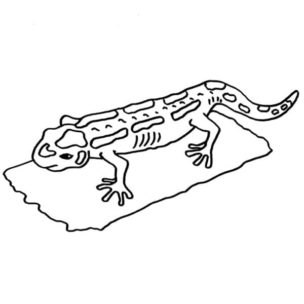 Desenho deSalamandra Grátis para colorir