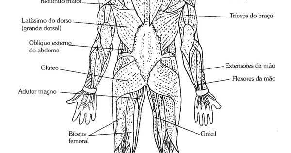 Desenho deSistema Muscular 2 para colorir