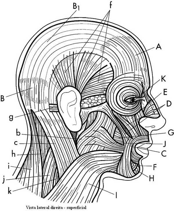 Desenho deSistema Muscular 4 para colorir