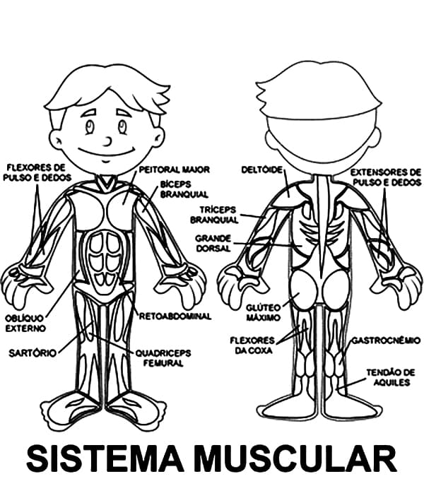 Desenhos de Sistema Muscular para colorir