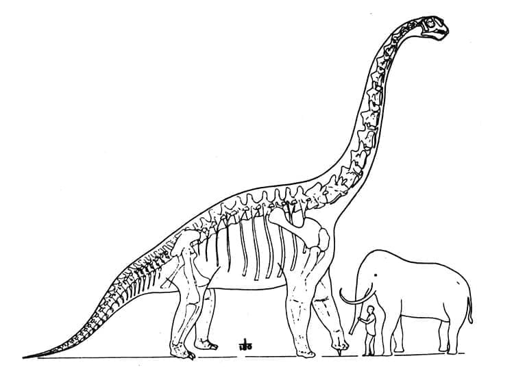 Desenho deTamanho do Braquiossauro para colorir