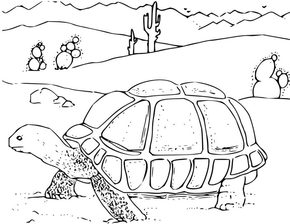 Desenho deTartaruga do Deserto para colorir