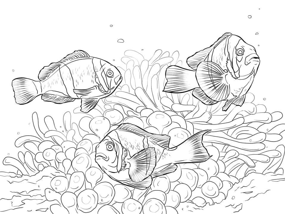 Desenho deTrês Peixes-palhaço para colorir