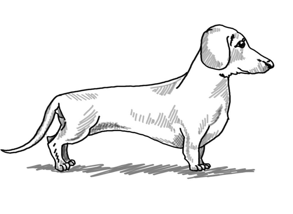 Desenho de Um Cachorro Dachshund para colorir