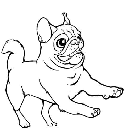 Desenho deUm Cachorro Pug Engraçado para colorir