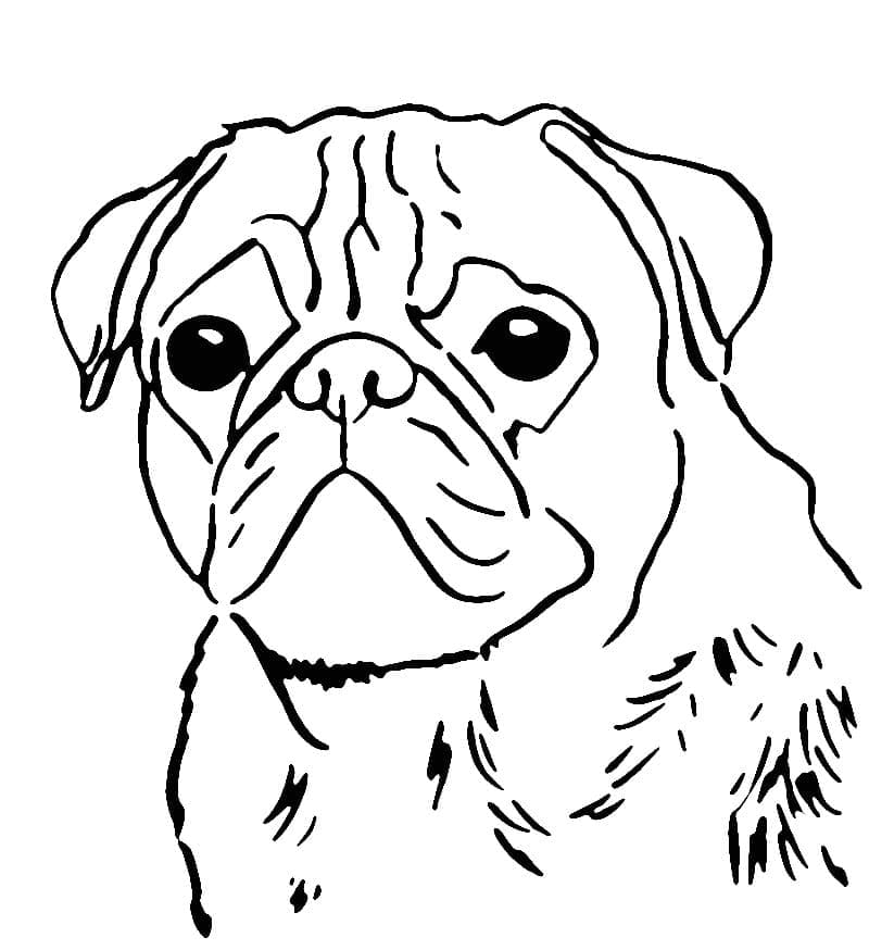 Desenho deUm Cachorro Pug para colorir