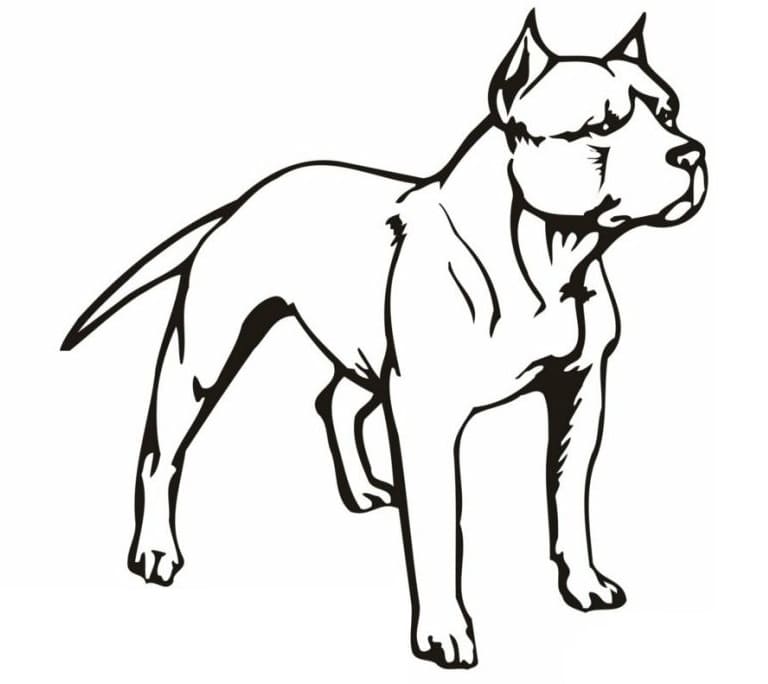 Desenho deUm Cão Pitbull para colorir