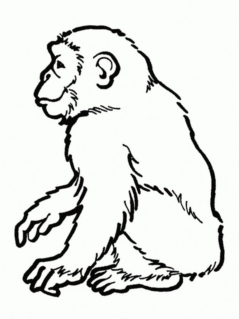 Desenho deUm Chimpanzé para colorir