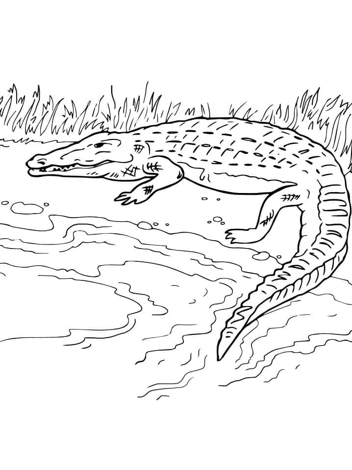 Desenho deUm Crocodilo para colorir