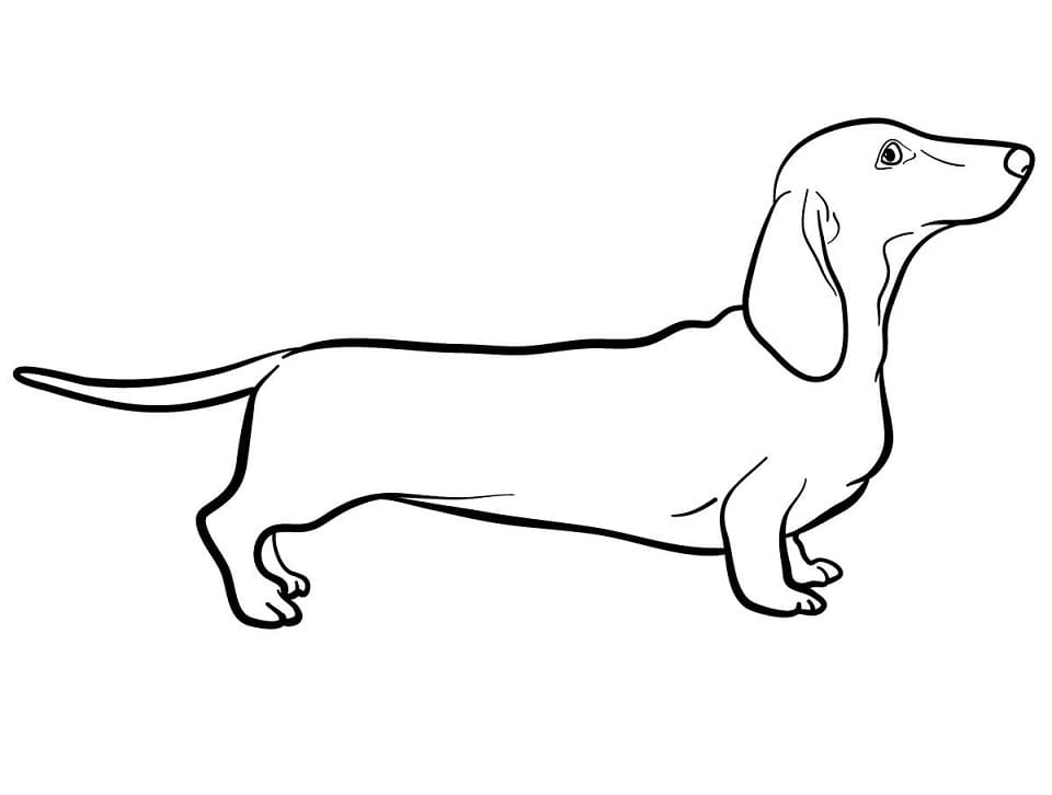 Desenhos de Dachshund para colorir