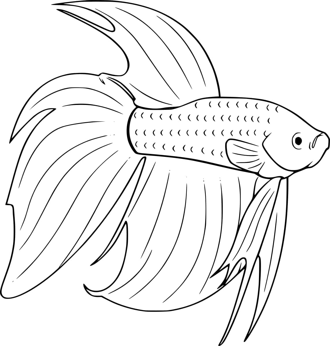 Desenho deUm Peixe Betta para colorir