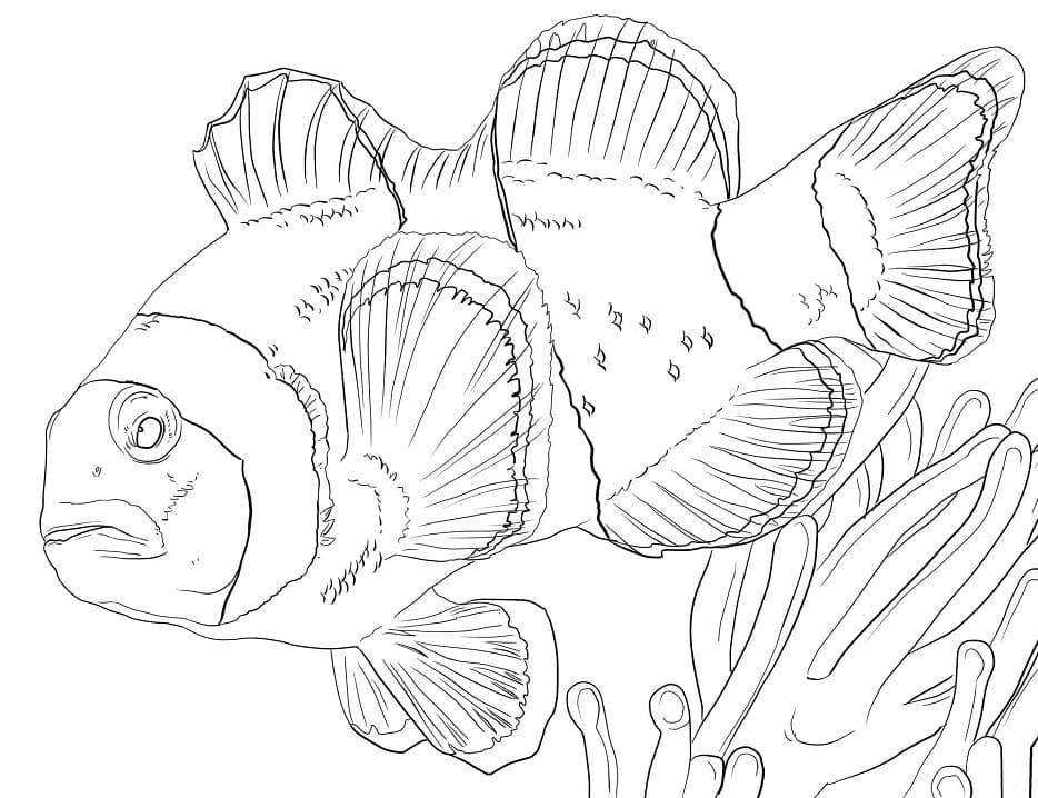 Desenho deUm Peixe-palhaço Nadando para colorir