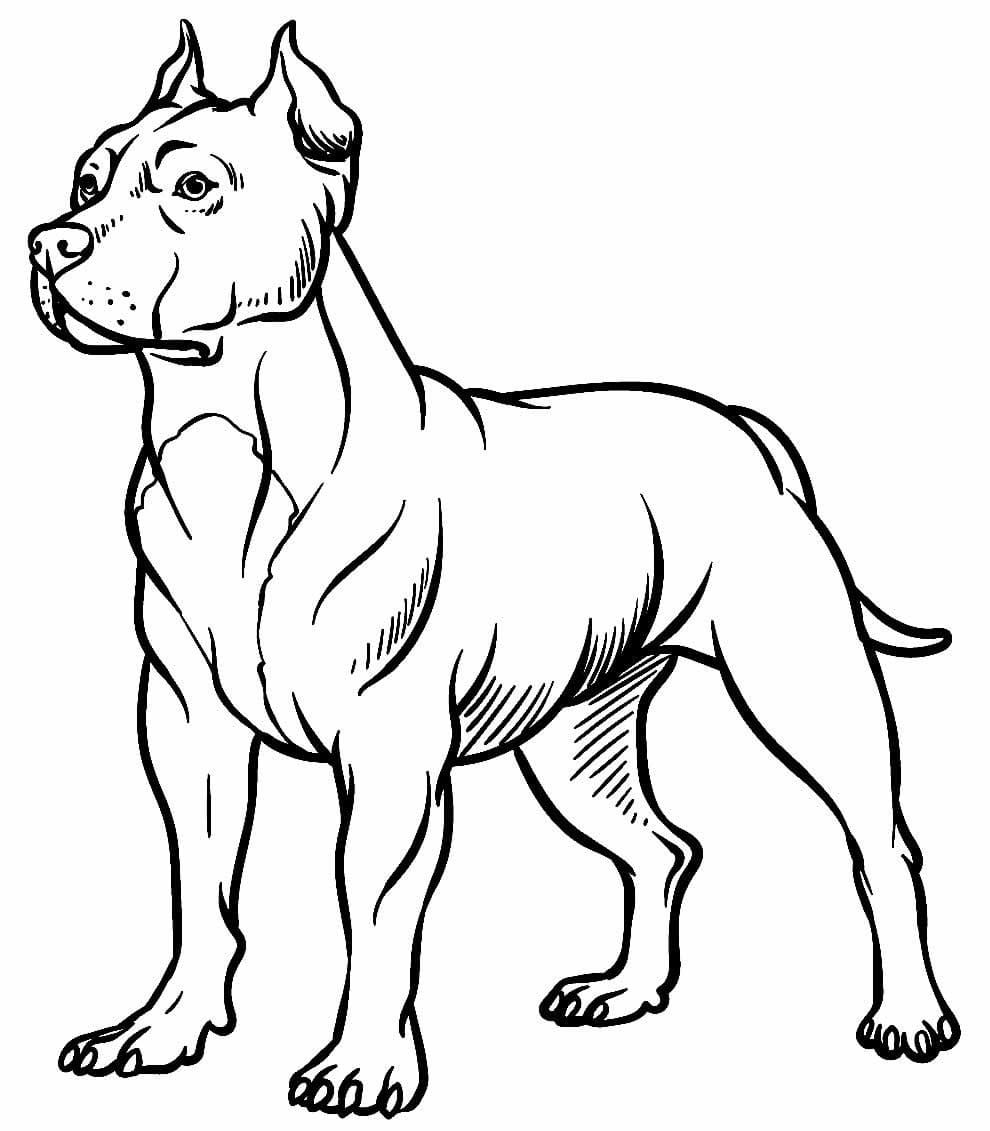 Desenho deUm Pitbull para colorir