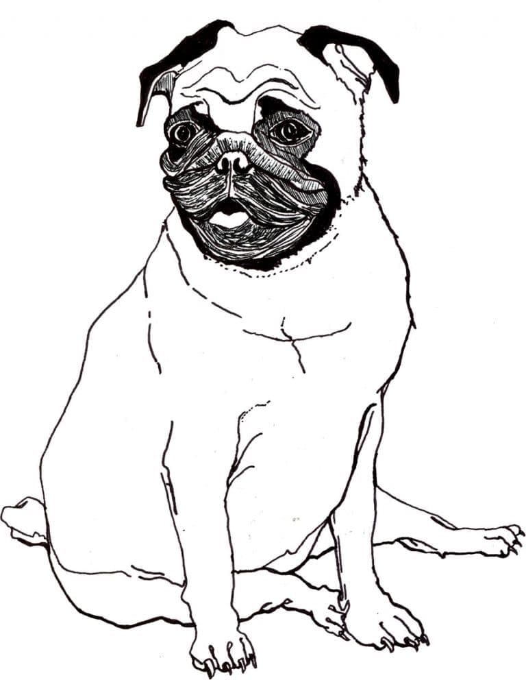 Desenho deUm Pug para colorir