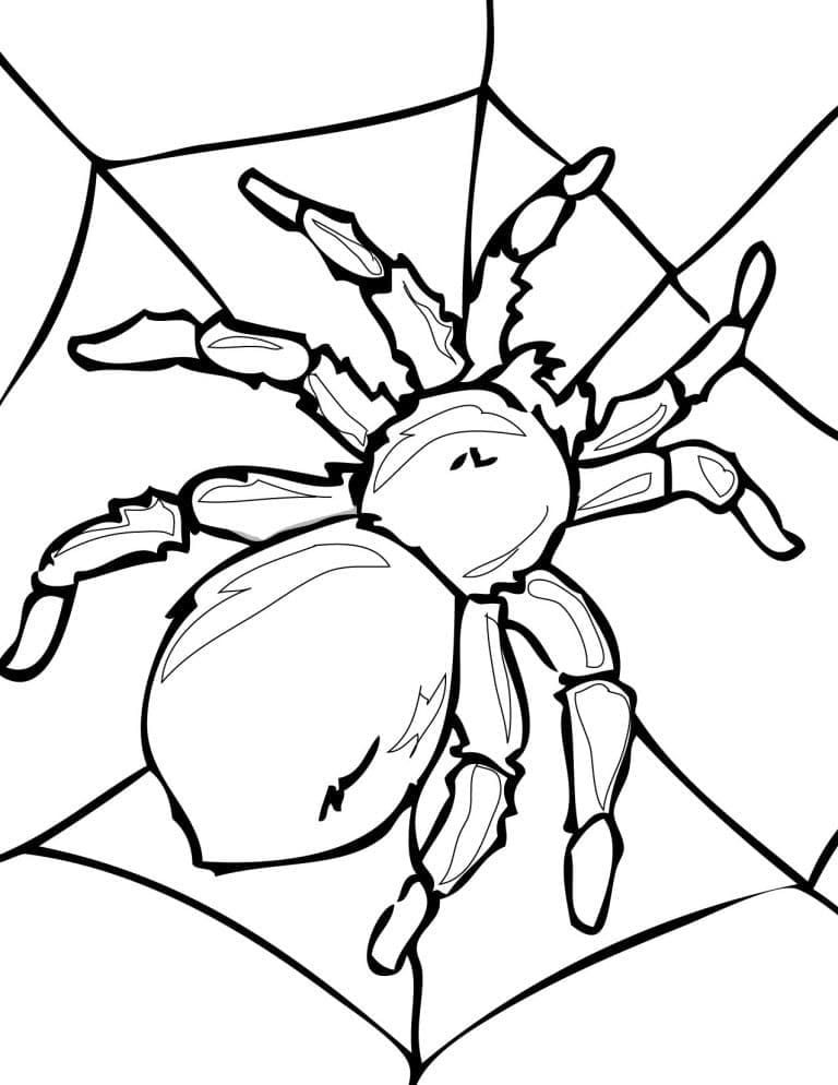 Desenho de Uma Aranha para colorir