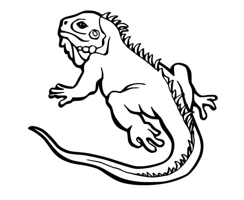 Desenho deUma Iguana para colorir