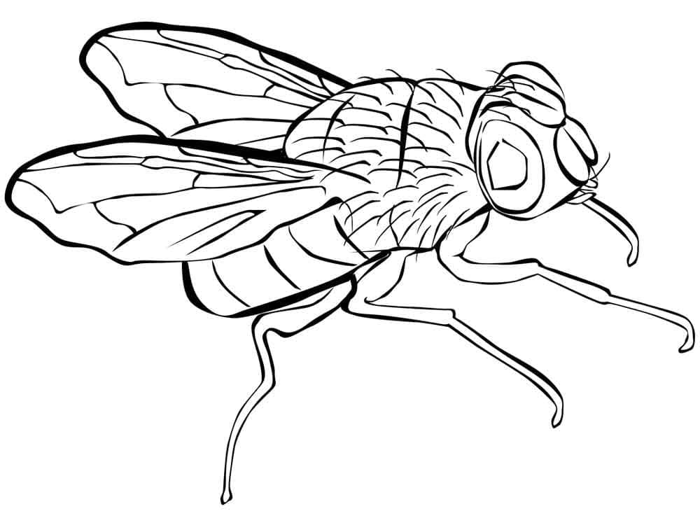 Desenho deUma Mosca para colorir