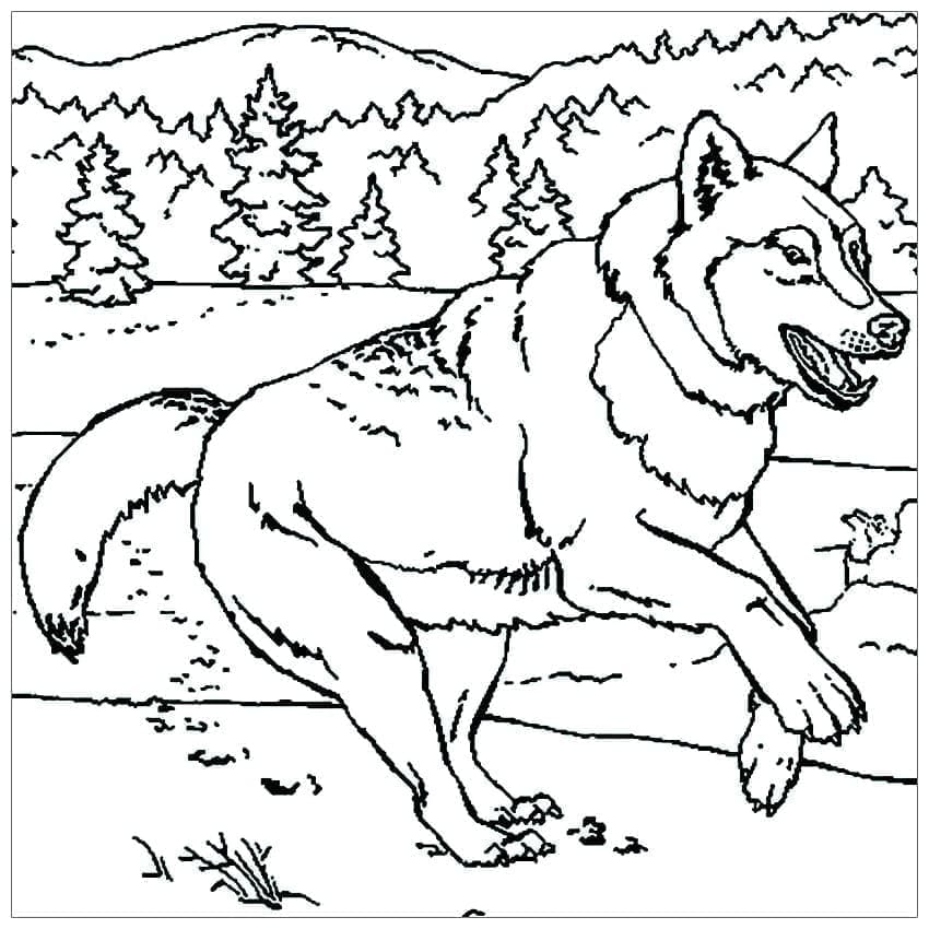 Desenho de Lobo Correndo para colorir