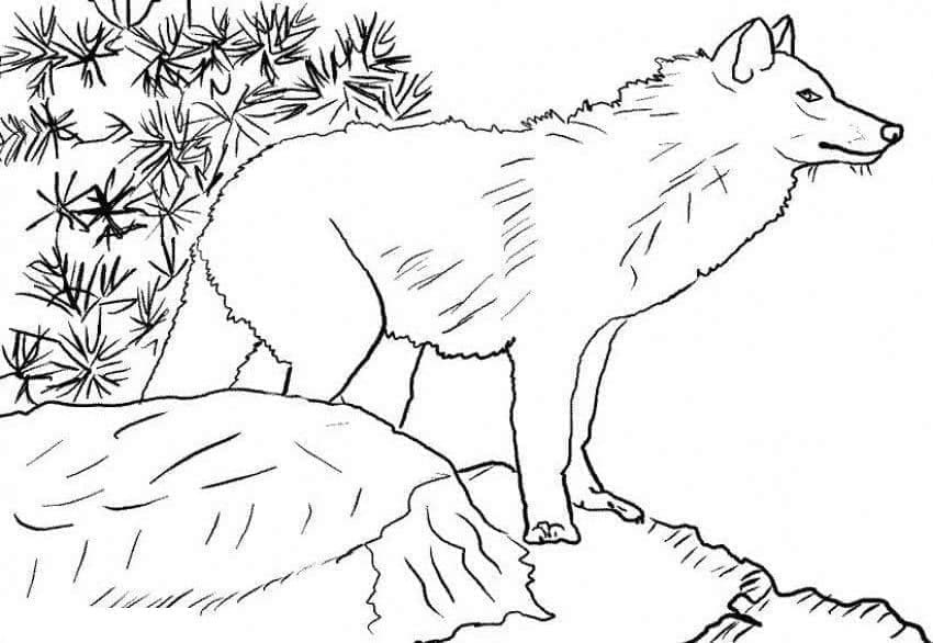 Desenho de Lobo Normal para colorir