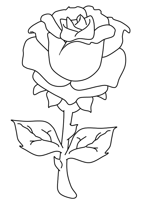 Desenho deUm Rosa para colorir