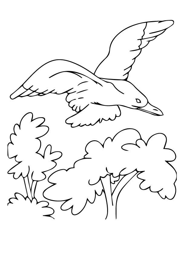 Desenhos de Gaivota para colorir