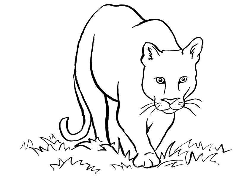 Desenho de Americano Puma para colorir