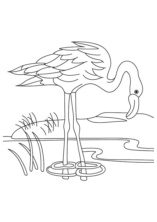 Desenhos de Flamingos para colorir