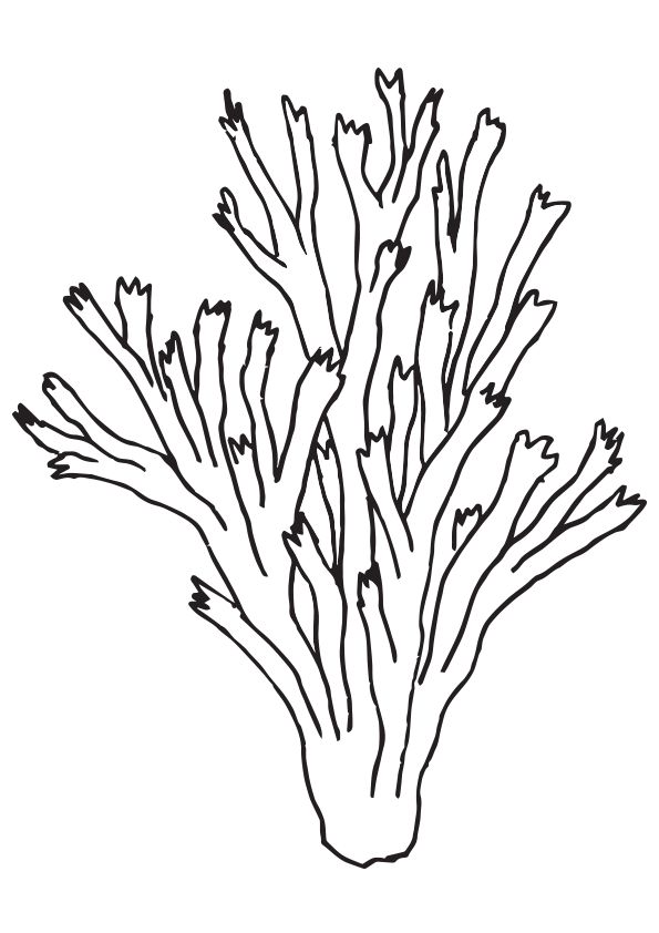 Desenhos de Coral para colorir