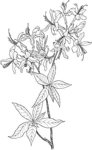 Desenho de Rhododendron Flores Silvestres para colorir